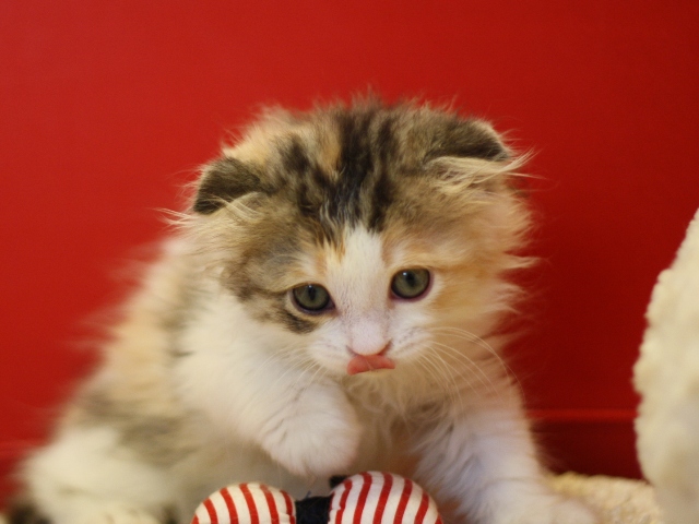 スコティッシュフォールドの子猫画像