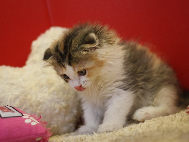 スコティッシュフォールドの子猫画像