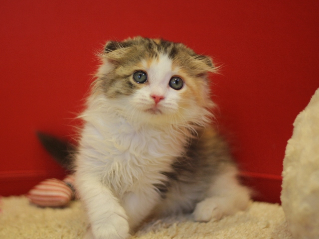 スコティッシュフォールドの子猫画像