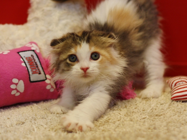 スコティッシュフォールドの子猫画像