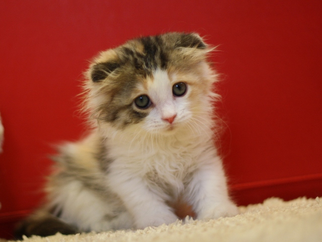 スコティッシュフォールドの子猫画像