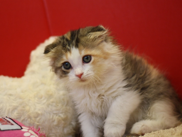 スコティッシュフォールドの子猫画像