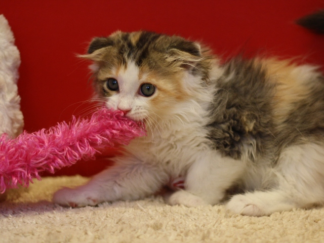 スコティッシュフォールドの子猫画像