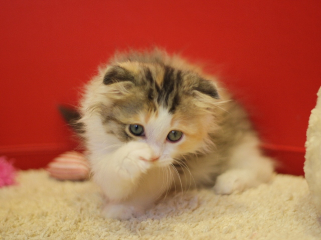 スコティッシュフォールドの子猫画像
