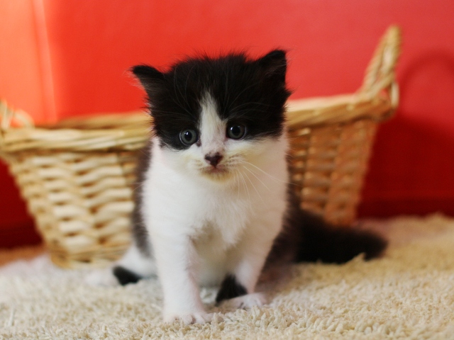 スコティッシュフォールドの子猫画像