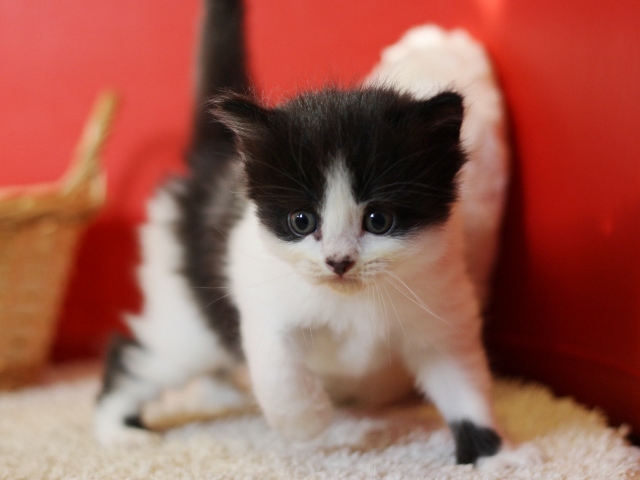スコティッシュフォールドの子猫画像