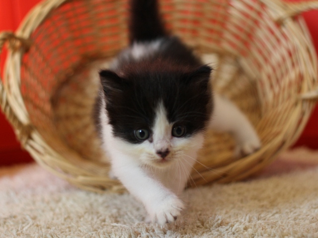 スコティッシュフォールドの子猫画像