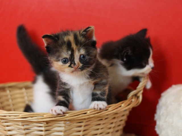 スコティッシュフォールドの子猫画像