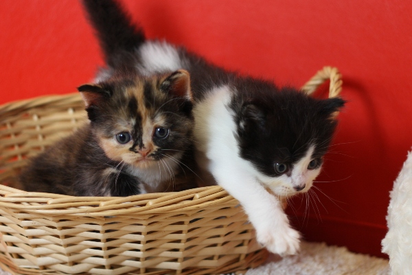 スコティッシュフォールドの子猫画像