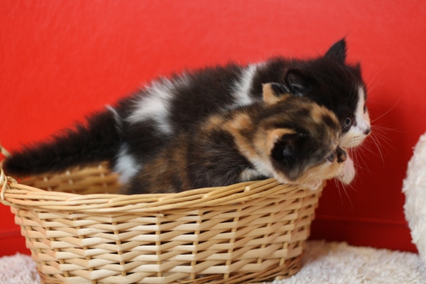 スコティッシュフォールドの子猫画像