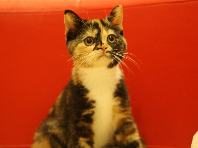 スコティッシュフォールドの子猫画像