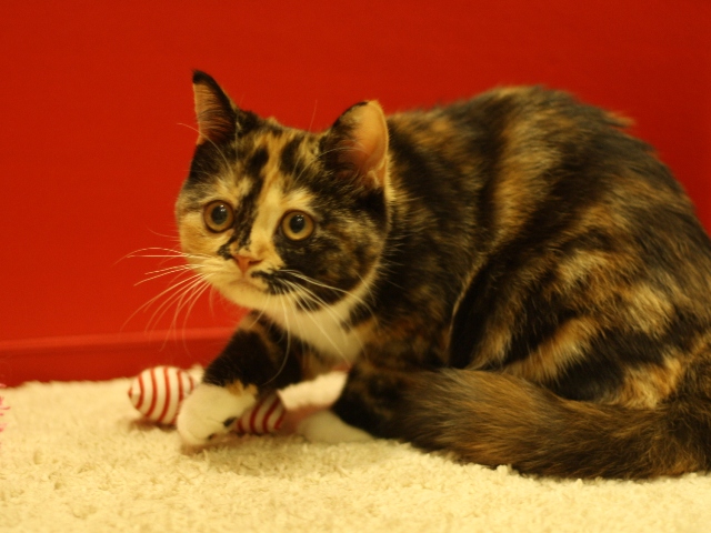 スコティッシュフォールドの子猫画像