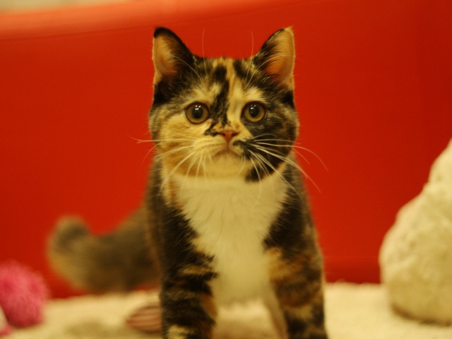 スコティッシュフォールドの子猫画像