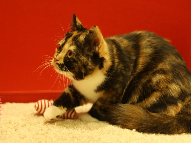 スコティッシュフォールドの子猫画像