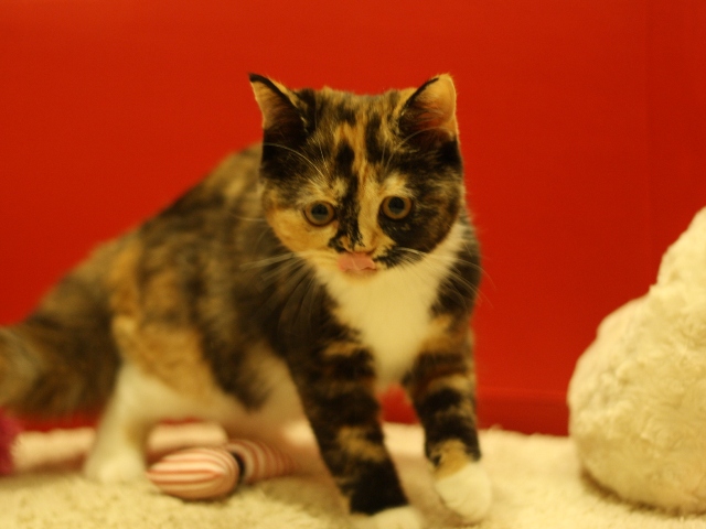 スコティッシュフォールドの子猫画像