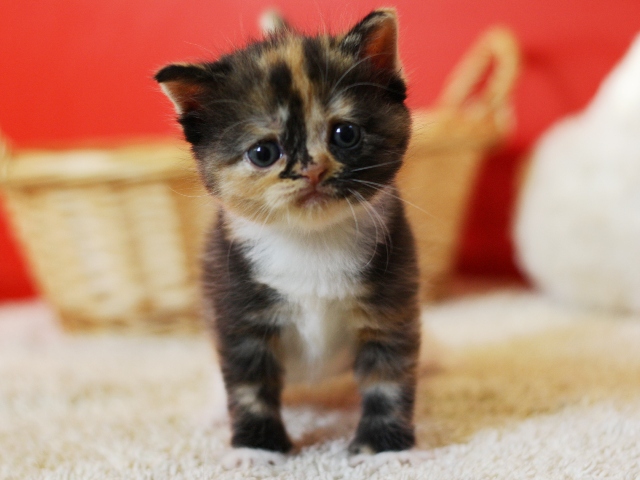 スコティッシュフォールドの子猫画像