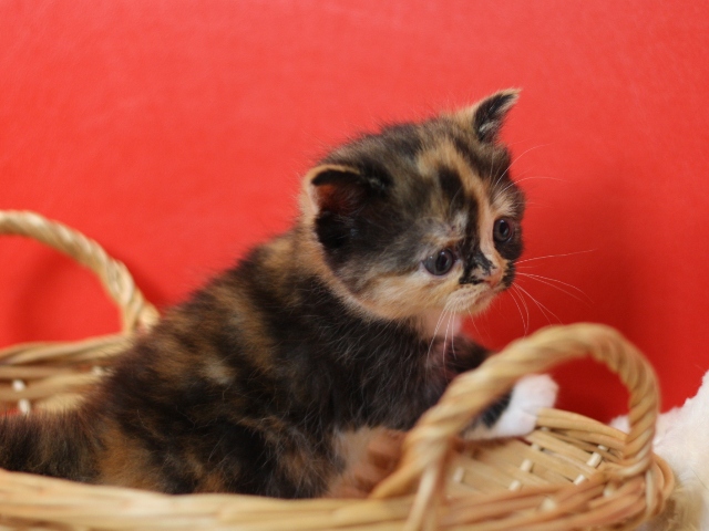 スコティッシュフォールドの子猫画像