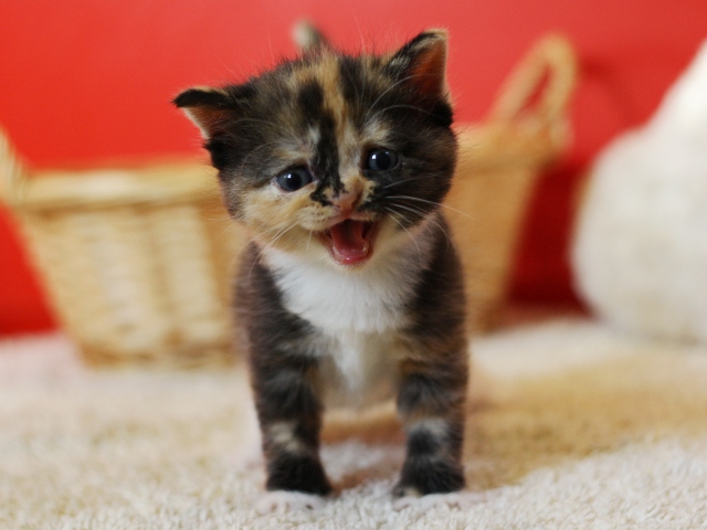 スコティッシュフォールドの子猫画像