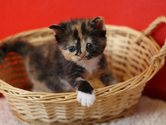 スコティッシュフォールドの子猫画像