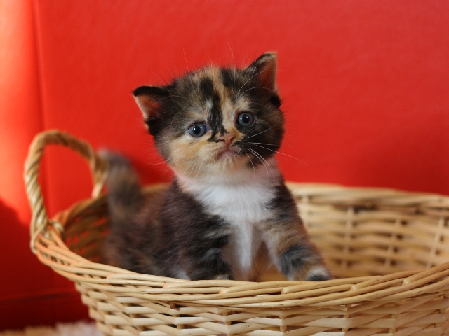 スコティッシュフォールドの子猫画像