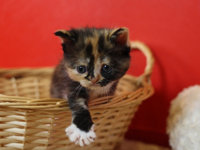 スコティッシュフォールドの子猫画像