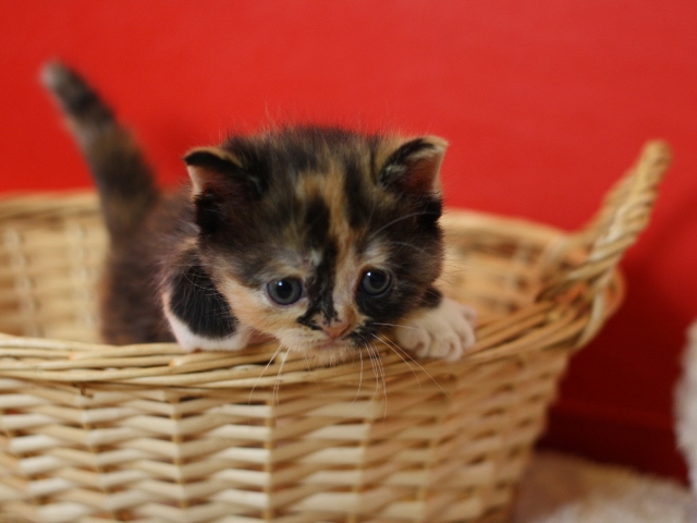 スコティッシュフォールドの子猫画像
