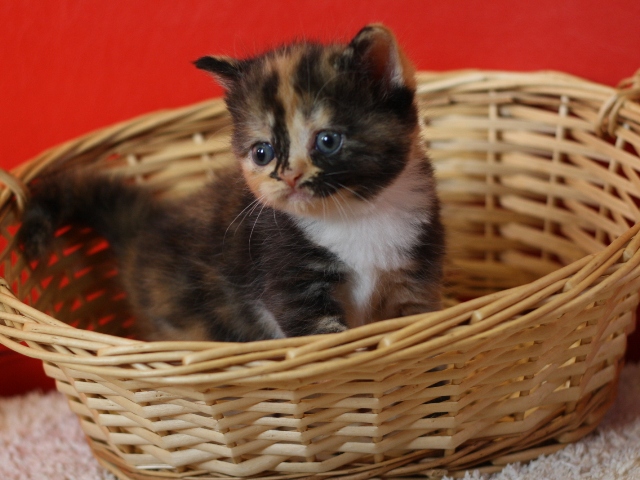 スコティッシュフォールドの子猫画像