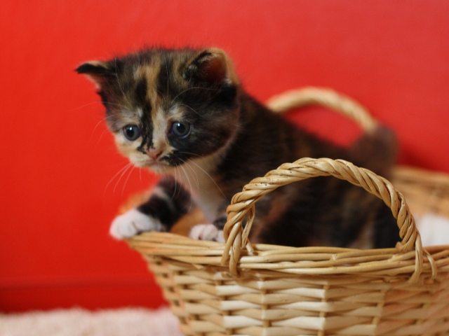 スコティッシュフォールドの子猫画像