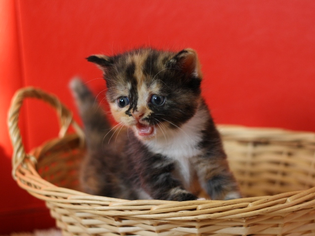 スコティッシュフォールドの子猫画像