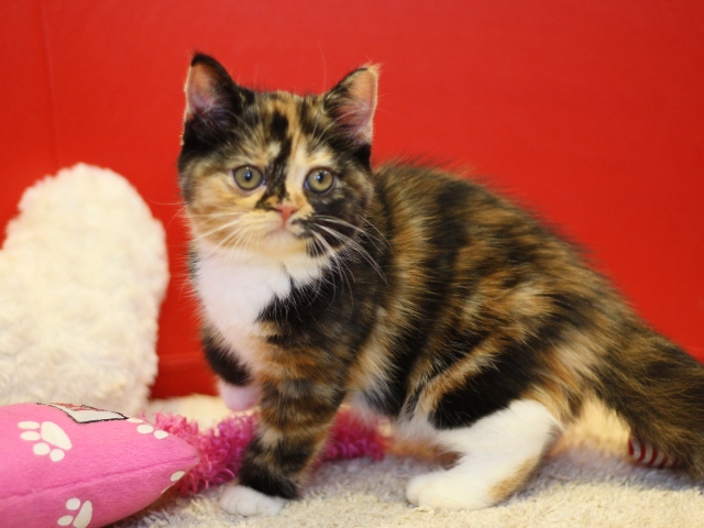 スコティッシュフォールドの子猫画像