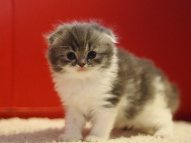 スコティッシュフォールドの子猫画像