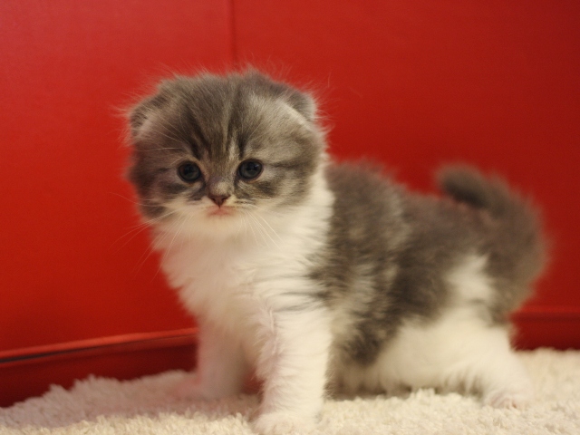 スコティッシュフォールドの子猫画像