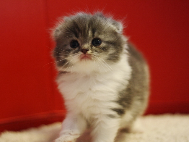 スコティッシュフォールドの子猫画像
