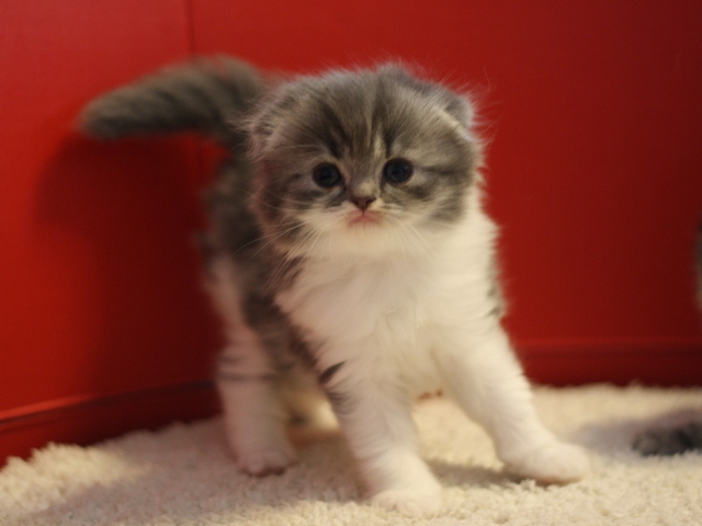 スコティッシュフォールドの子猫画像