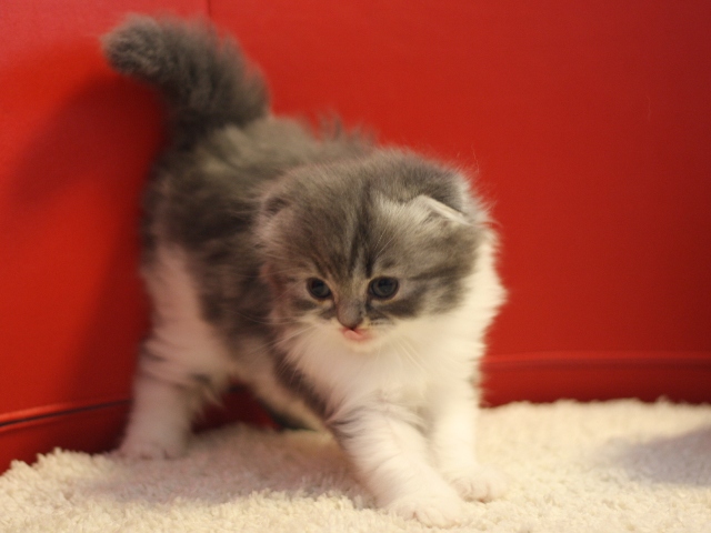 スコティッシュフォールドの子猫画像