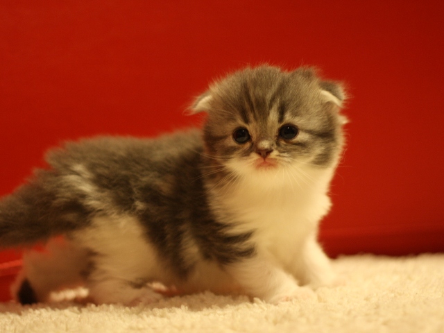 スコティッシュフォールドの子猫画像