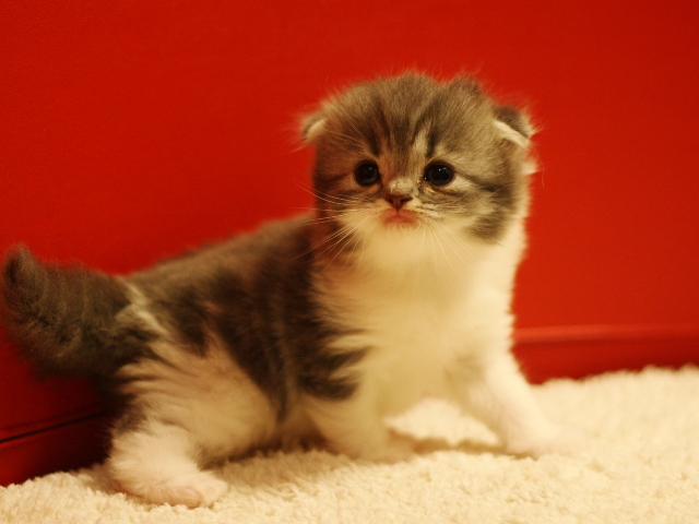 スコティッシュフォールドの子猫画像