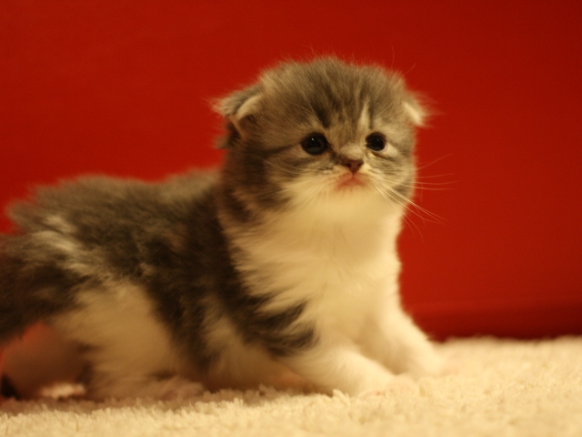 スコティッシュフォールドの子猫画像