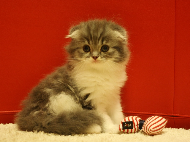 スコティッシュフォールドの子猫画像