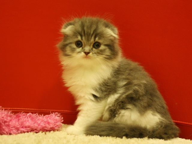スコティッシュフォールドの子猫画像