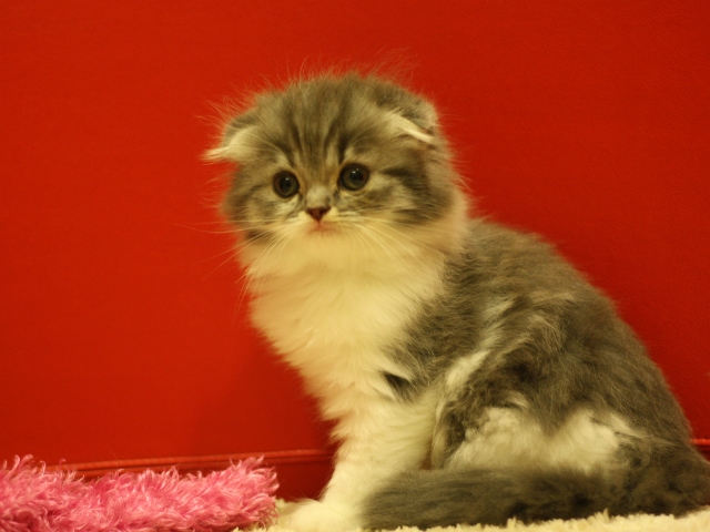 スコティッシュフォールドの子猫画像