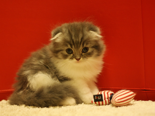 スコティッシュフォールドの子猫画像