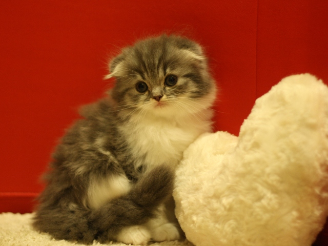 スコティッシュフォールドの子猫画像
