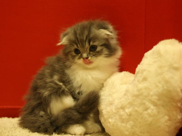 スコティッシュフォールドの子猫画像