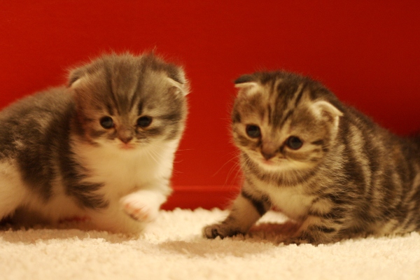 スコティッシュフォールドの子猫画像