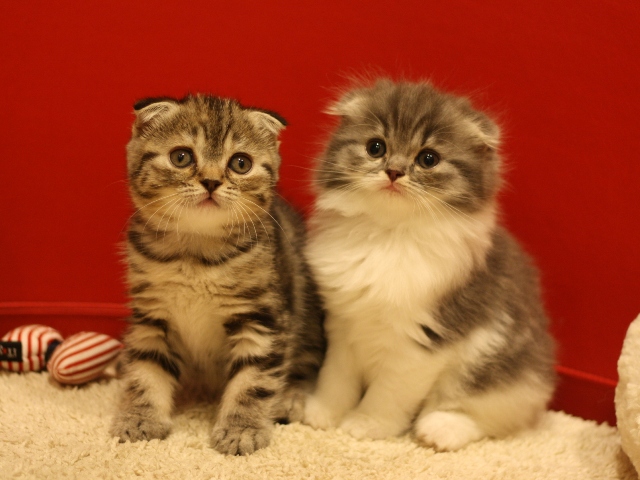 スコティッシュフォールドの子猫画像