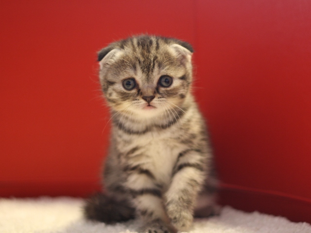 スコティッシュフォールドの子猫画像