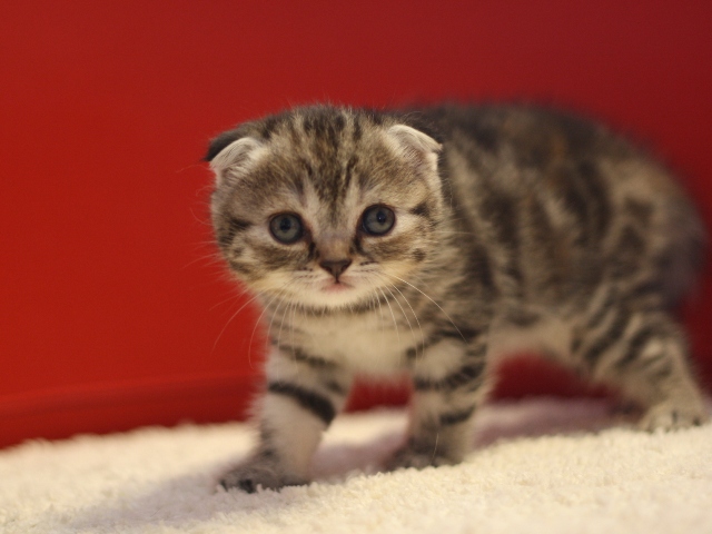 スコティッシュフォールドの子猫画像
