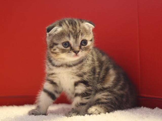 スコティッシュフォールドの子猫画像