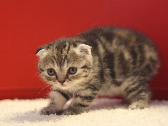 スコティッシュフォールドの子猫画像